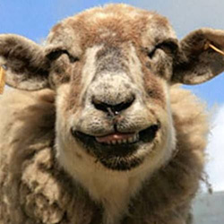 smiling-sheep.jpg
