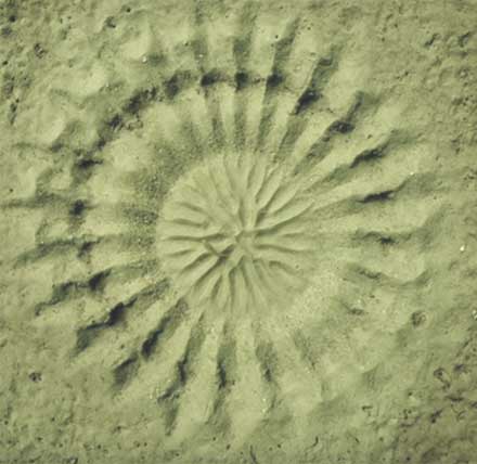 circular-pattern-sand.jpg